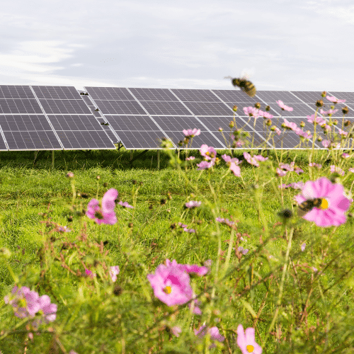 Nature inclusive solar park Sunvest