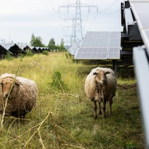 Solar Park Overbetuwe The Netherlands Sunvest